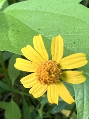 Acmella oppositifolia