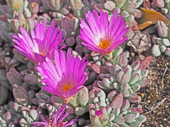 Esterhuysenia alpina