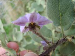 Solanum tomentosum tomentosum