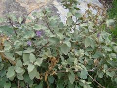 Solanum tomentosum tomentosum