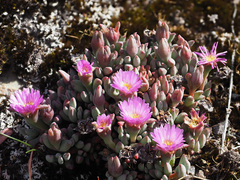 Esterhuysenia alpina