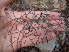 Pelargonium luteolum