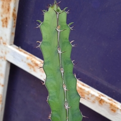 Magnoliopsida