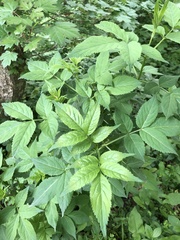 Sambucus nigra