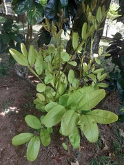 Magnoliopsida