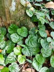 Angiospermae
