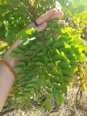 Stryphnodendron adstringens