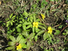Anemonoides ranunculoides