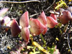 Crassula perforata perforata