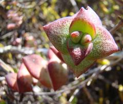 Crassula perforata perforata