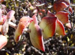 Crassula perforata perforata