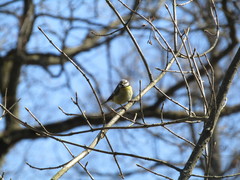 Cyanistes caeruleus