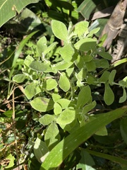 Helichrysum panduratum