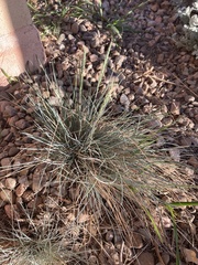 Festuca glauca