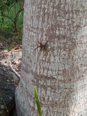 Anolis distichus