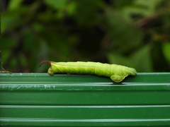 Enpinanga borneensis