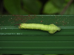 Enpinanga borneensis
