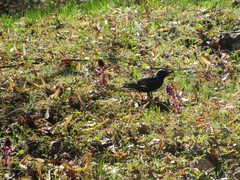 Sturnus vulgaris
