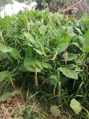 Pontederia sagittata