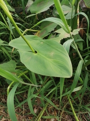 Pontederia sagittata
