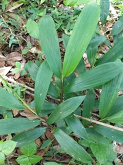 Liliopsida