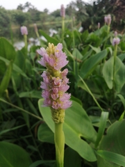 Pontederia sagittata