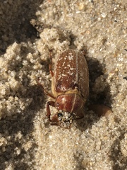 Polyphylla variolosa