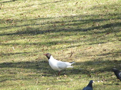 Chroicocephalus ridibundus