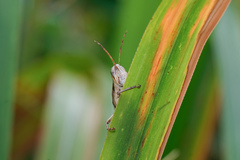 Stenocatantops mistshenkoi