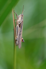 Stenocatantops mistshenkoi