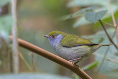 Ilicura militaris