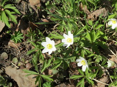 Anemonoides nemorosa