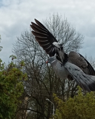 Columba palumbus