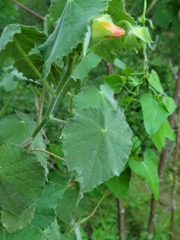 Abutilon hulseanum