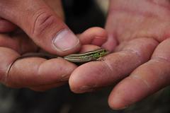 Lacerta diplochondrodes