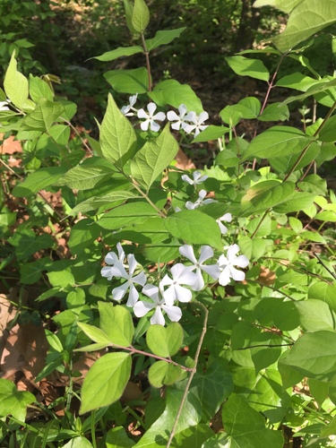 Phlox divaricata
