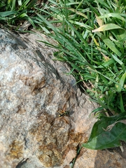 Chrysotoxum festivum