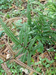 Polypodiopsida