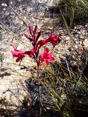 Tritoniopsis triticea
