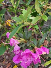 Rhododendron pulchrum phoeniceum