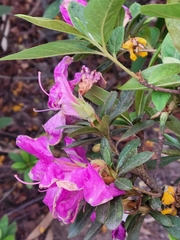 Rhododendron pulchrum phoeniceum