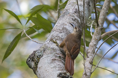 Xiphocolaptes albicollis