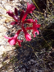 Tritoniopsis triticea