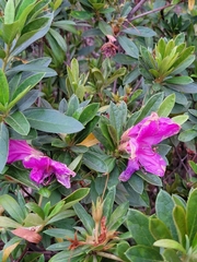 Rhododendron pulchrum phoeniceum