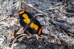 Catonephele sabrina
