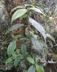 Palicourea reticulata