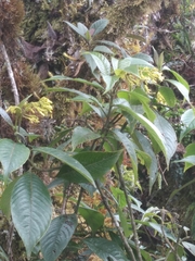 Palicourea reticulata