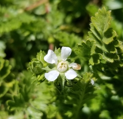 Horkelia clevelandii