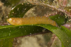 Cochleoceps orientalis