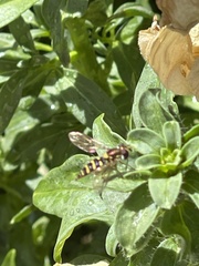 Sphaerophoria scripta